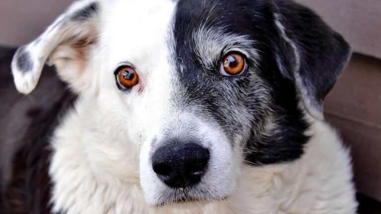 13 Quiet Things a Senior Dog Does in Their Final Weeks That Most Owners Miss Completely