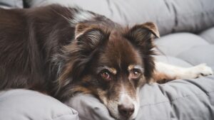 11 Ways Your Senior Dog Is Asking for Comfort Right Now - Without Making a Single Sound