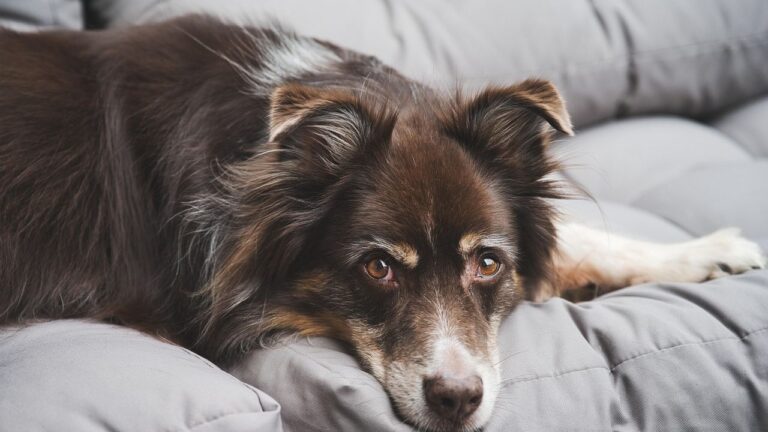 11 Ways Your Senior Dog Is Asking for Comfort Right Now - Without Making a Single Sound