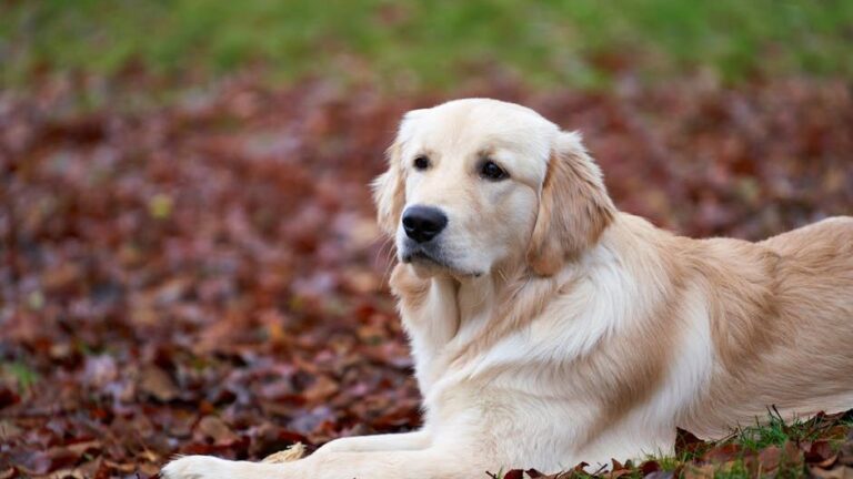 16 Dog Breeds Ranked by How Much They Change When Their Favourite Person Leaves the Room