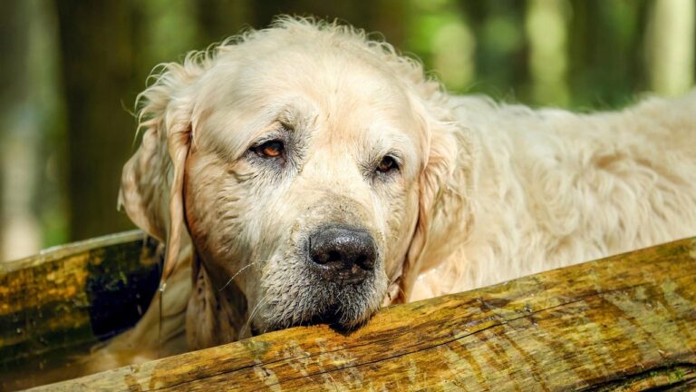 14 Dog Breeds Ranked by How Long They Stay Loyal After Their Owner Passes Away
