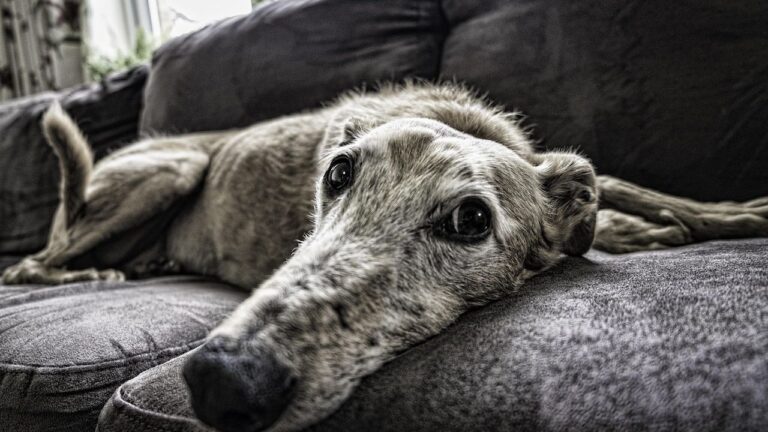 15 Dog Breeds Ranked by How Long They Truly Mourn After Losing a Companion