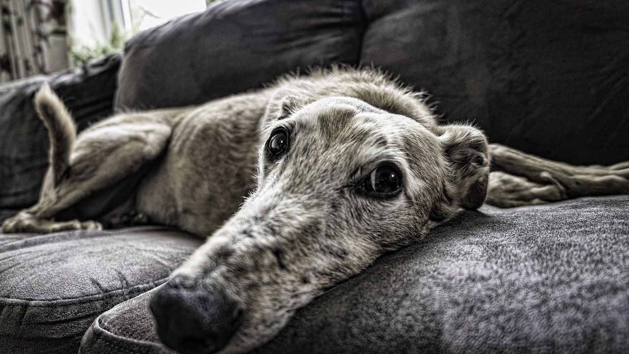 15 Dog Breeds Ranked by How Long They Truly Mourn After Losing a Companion