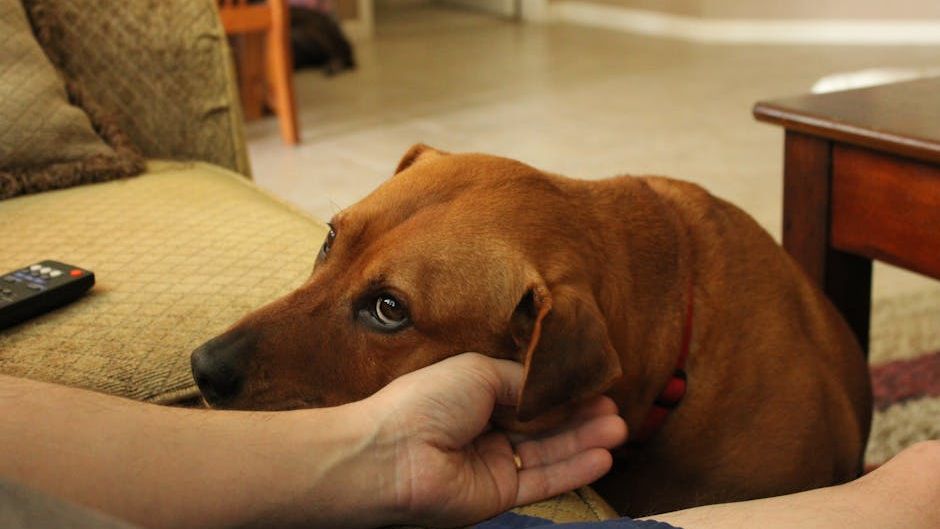 14 Ways a Senior Dog's Personality Changes in Their Final Year - And What It Really Means