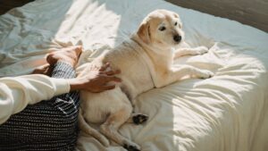 11 Things Senior Dogs Do That Show They Are at Peace - Even When Their Owners Aren't Ready