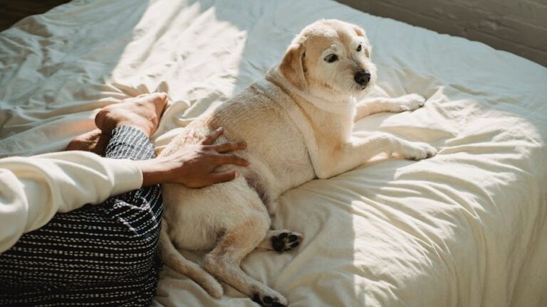 11 Things Senior Dogs Do That Show They Are at Peace - Even When Their Owners Aren't Ready