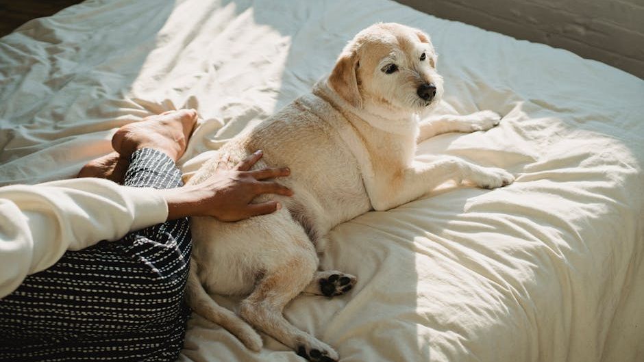 11 Things Senior Dogs Do That Show They Are at Peace - Even When Their Owners Aren't Ready