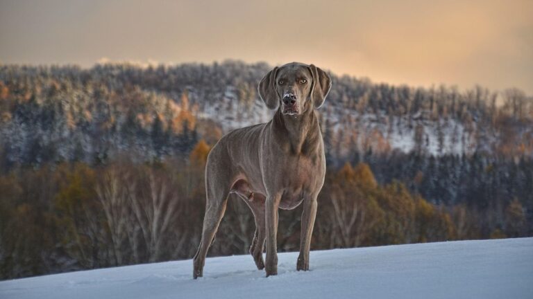 20 Dog Breeds Ranked by How Deeply They Grieve When Their Owner Is Gone