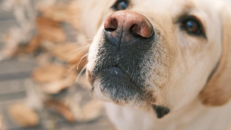 The Silent Gestures Your Dog Uses To Ask For Comfort And Reassurance
