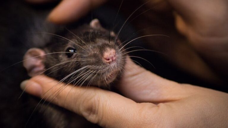 Can Dogs Get Hantavirus?
