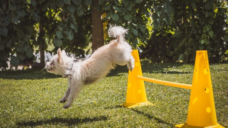 5 Simple Games To Keep Your Dog Mentally Stimulated And Engaged