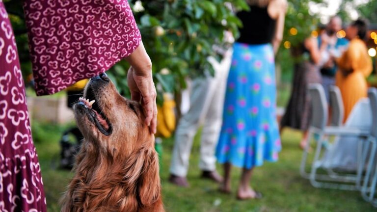 6 Easy Ways To Help Your Dog Overcome Mild Separation Anxiety