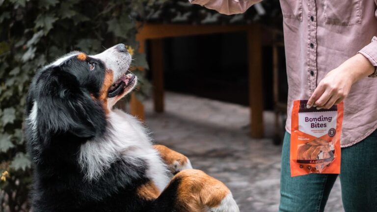 9 Delicious Homemade Dog Treats Your Furry Friend Will Adore