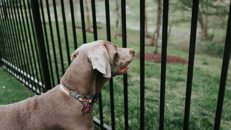 5 Quick Safety Checks To Make Your Home Dog-Proof And Worry-Free