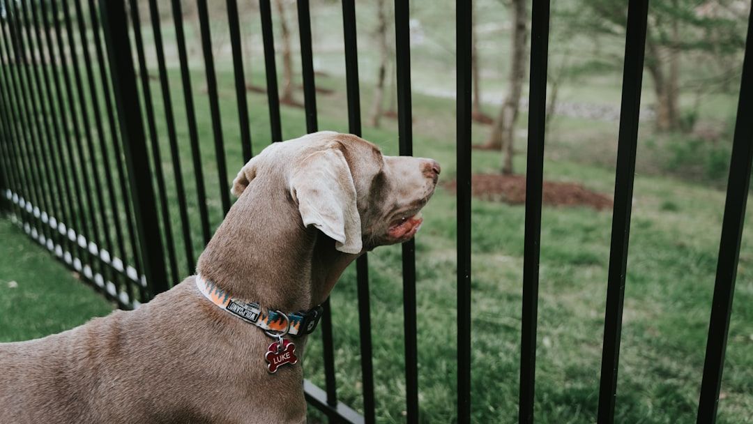5 Quick Safety Checks To Make Your Home Dog-Proof And Worry-Free