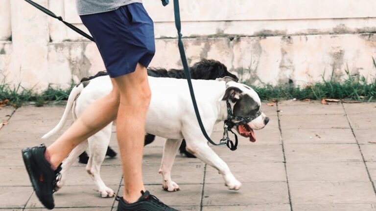 How Can You Tell If Your Dog Is Truly Enjoying Their Daily Walks?