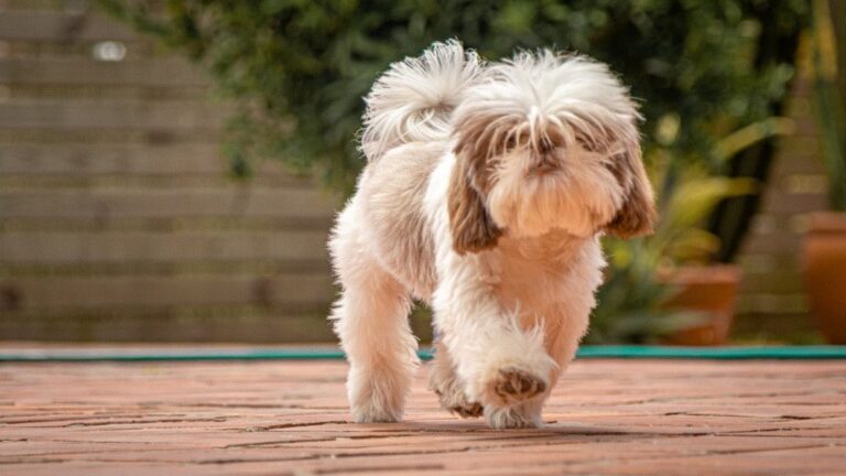 Is Your Dog Getting Enough Mental Stimulation? Signs To Look For