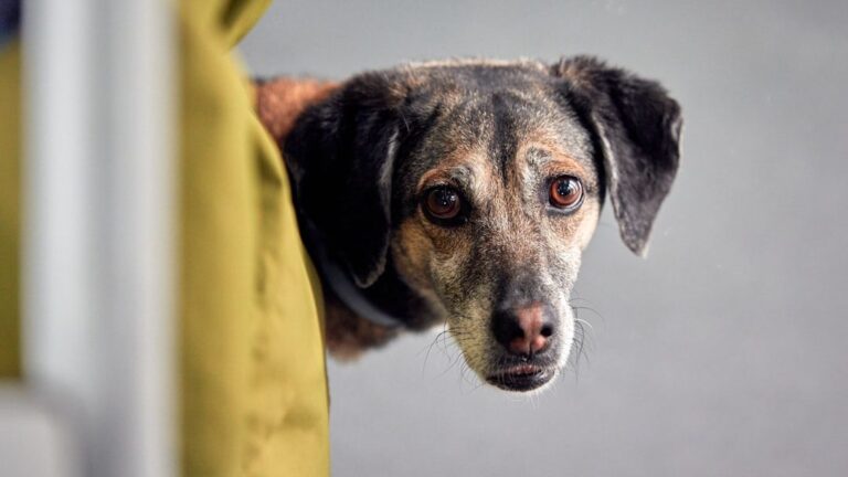 Can Dogs Genuinely Miss Their Owners? Experts Weigh In