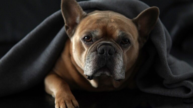 Your Dog's Favorite Blanket Holds More Comforting Memories Than You Realize