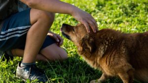 The Simple Act of Petting Your Dog Can Release Incredible Happy Hormones for Both of You