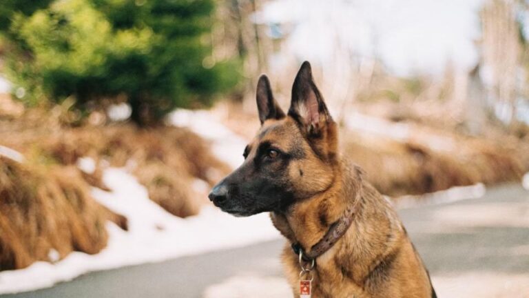 Your Dog's Protective Instincts Are a Deep-Seated Sign of Their Undivided Loyalty