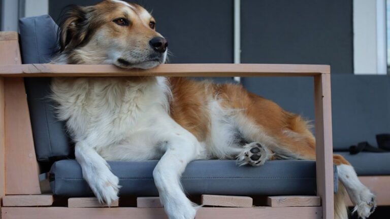Your Dog's Preference for Your Favorite Chair Is a Sweet Form of Imitation and Love