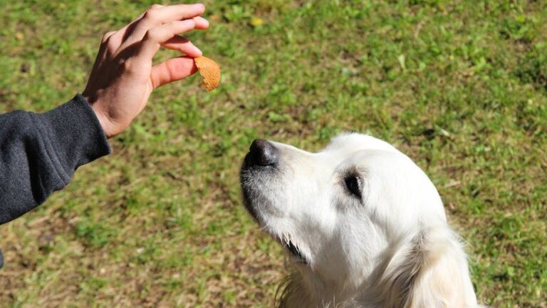 5 Homemade Dog Treats That Are Healthy, Delicious, and Super Easy to Make