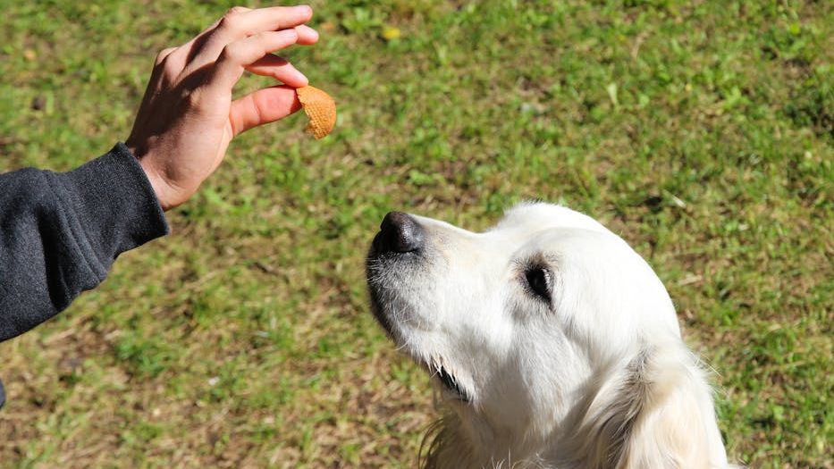 5 Homemade Dog Treats That Are Healthy, Delicious, and Super Easy to Make
