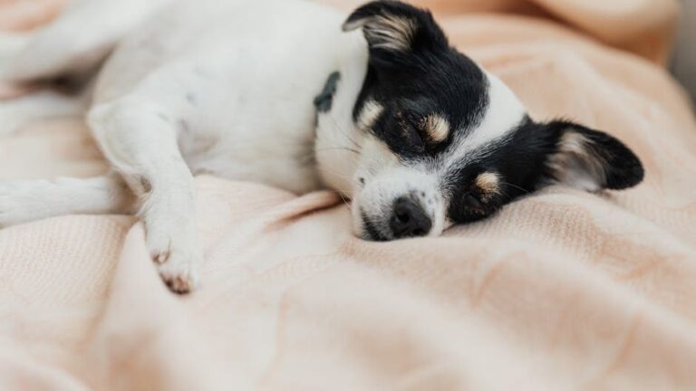 Your Dog's Dreamy Twitches Are a Glimpse Into Their Adventurous Inner World