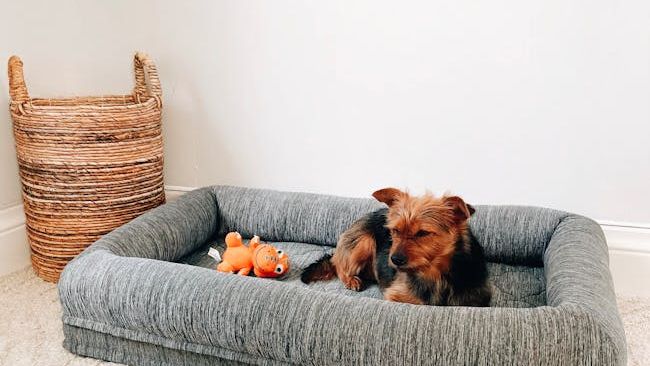 5 Clever Hacks to Make Your Home Even More Comfortable for Your Senior Dog