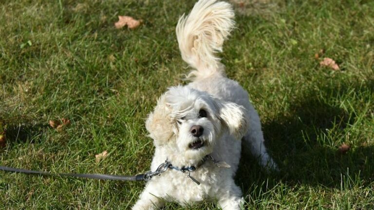 The Wag of Your Dog's Entire Body Means They Are Overjoyed to See You