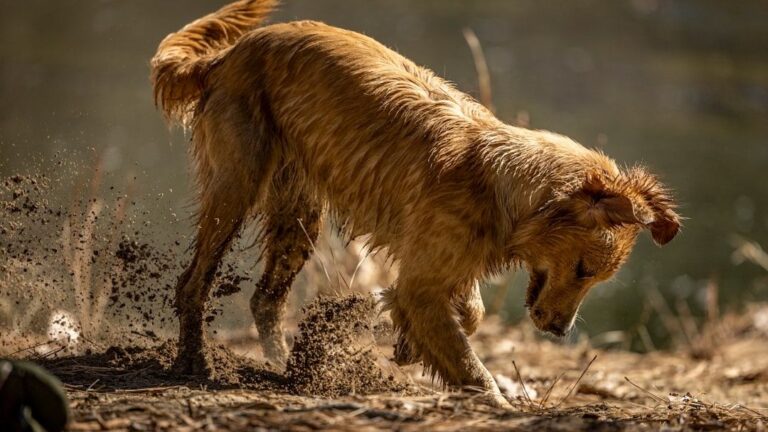 Your Dog's Preference for Certain Scents Reveals a Hidden World of Information to Them