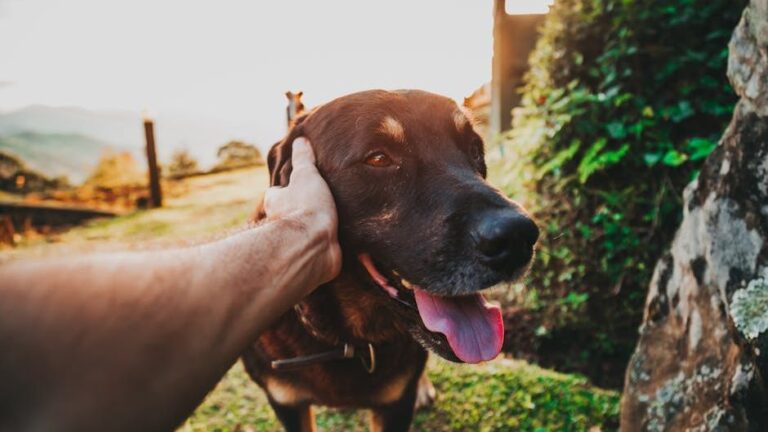 The Soft Sigh From Your Dog Means They Feel Utterly Safe and Content With You