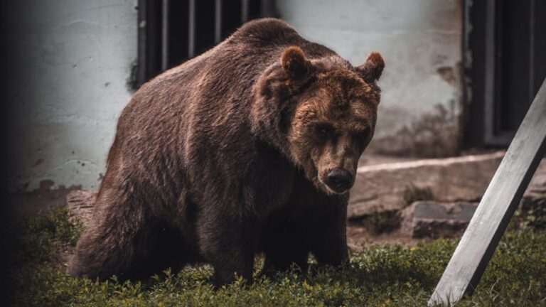 Hiker Killed by Bear at Glacier National Park, Officials Say