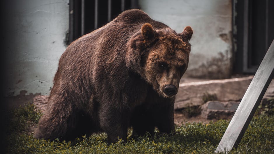 Hiker Killed by Bear at Glacier National Park, Officials Say