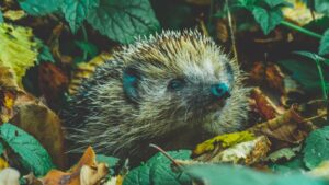 How tiny 'backpacks' and sniffer dogs could save hedgehogs from extinction