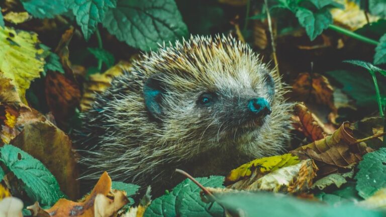 How tiny 'backpacks' and sniffer dogs could save hedgehogs from extinction
