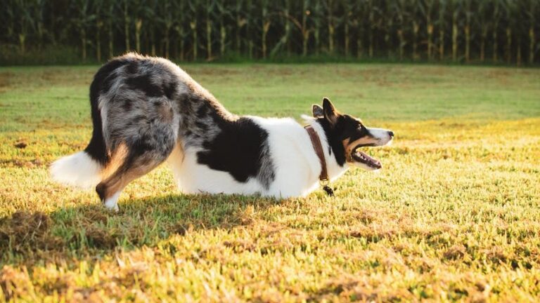 Your Dog's Playful 'Bow' Is an Invitation to Fun and Games Just For You