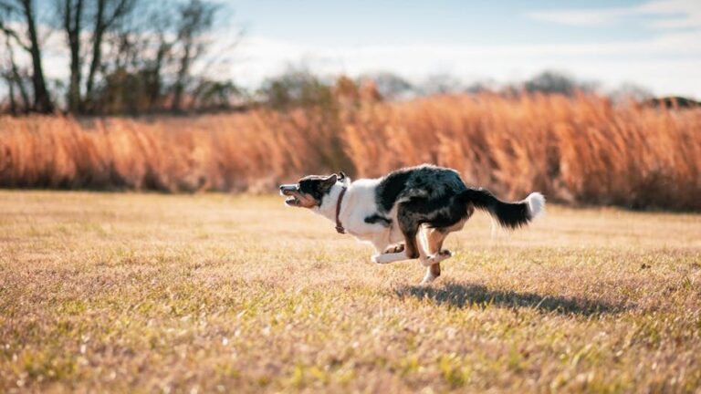 Your Dog's Happy 'Zoomies' Are a Burst of Pure Joy Only They Can Express