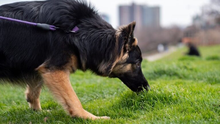 A Dog's Curious Sniffs Around New Places Are Their Way of Mapping Their World