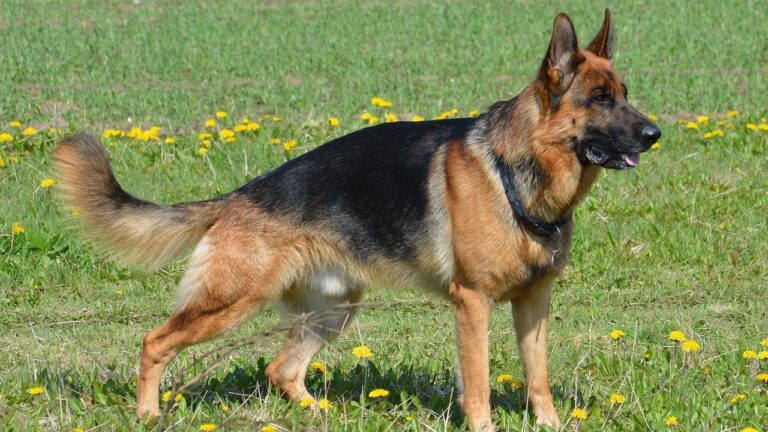 These Are The Most Popular Dog Breeds in Wisconsin