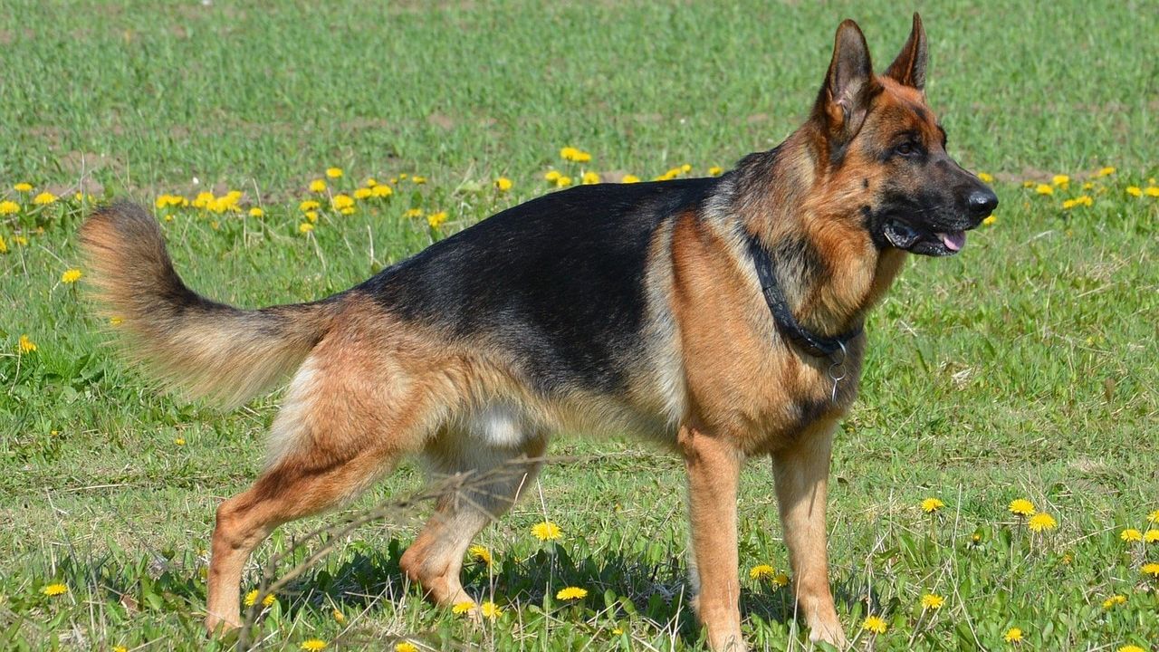 These Are The Most Popular Dog Breeds in Wisconsin