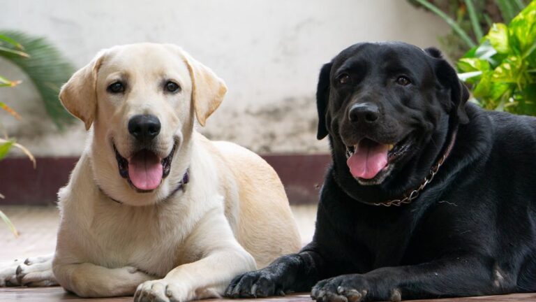 Which is Better, a Male or Female Labrador Retriever?