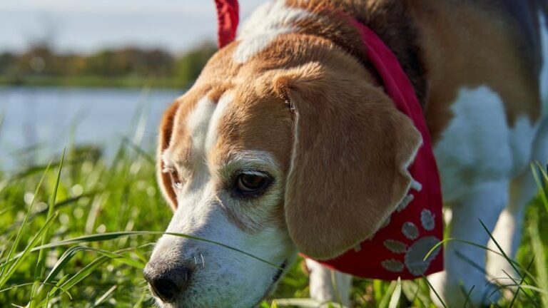 Your Dog Sniffs Your Breath After You Eat (They're Not Begging - They're Learning Your Safety)
