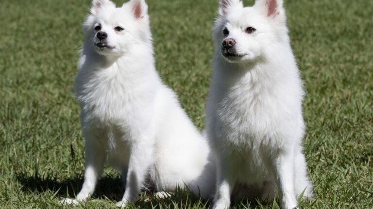 Your Dog Stares at You Until You Wake Up (They're Not Creepy - They're Grateful You're Alive)