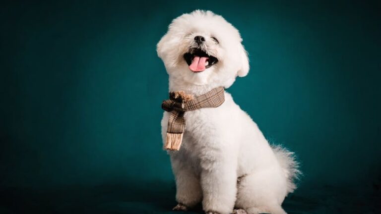 10 Dog Breeds That Keep Seniors Active Without Being Overwhelming
