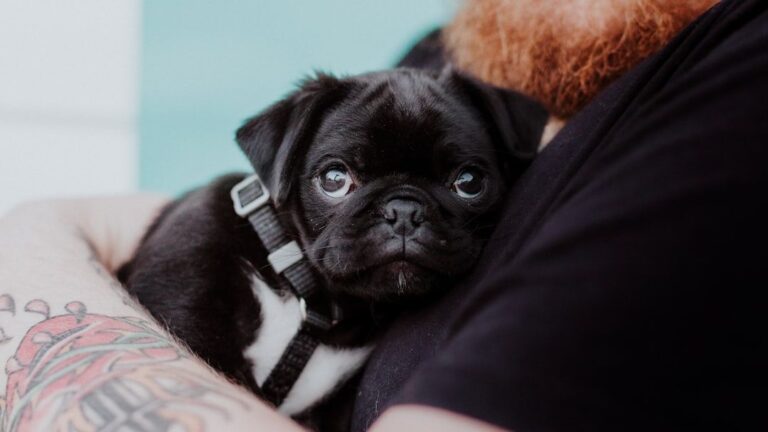10 Small Dog Breeds That Can't Stand Being Ignored