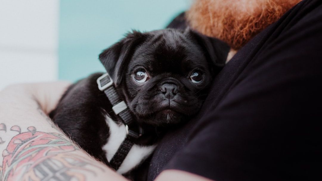 10 Small Dog Breeds That Can't Stand Being Ignored