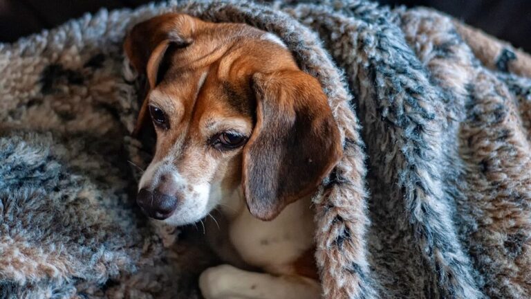 What a Blanket Means For Your Dog