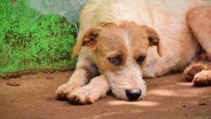 12 Heartbreaking Things Abandoned Dogs Feel After Being Left Behind
